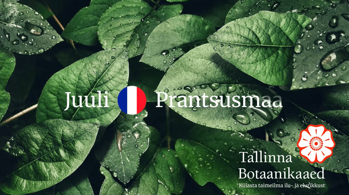 Tallinna Botaanikaaed_Taimeriigi Suursaatkond_Prantsusmaa