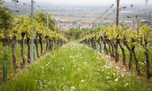 Prantsuse veiniateljee Alsace'i veinid
